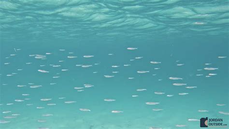 Sand Dollar Beach South Stocking Island Exuma Bahamas