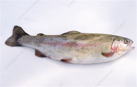 Sea trout - Stock Image - C059/5786 - Science Photo Library