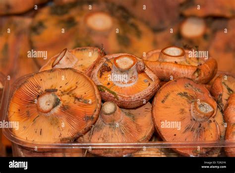 Lactarius Deliciosus Commonly Known As The Saffron Milk Cap And Red