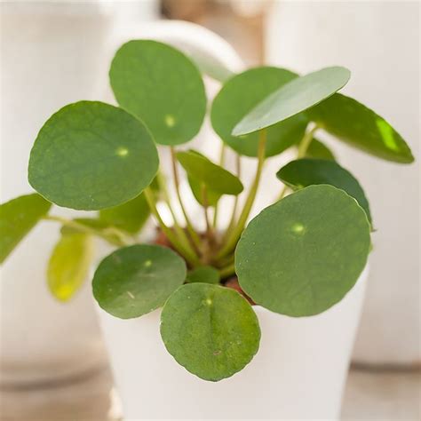 Pilea Peperomioides Caring For Our Favourite Plant Indoor Plant