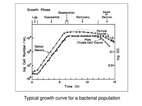 Ppt Cell Growth Kinetics Powerpoint Presentation Free Download Id