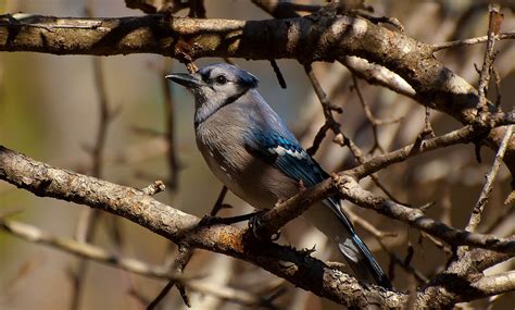 Blue Jay Blue Jays Can Make A Large Variety Of Sounds And Flickr