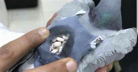 Pigeon Grounded After Its Caught Smuggling Drugs In Tiny Backpack