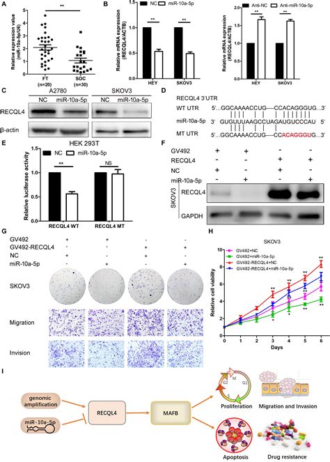 Frontiers Recql4 Negatively Regulated By Mir 10a 5p Facilitates Cell Proliferation And