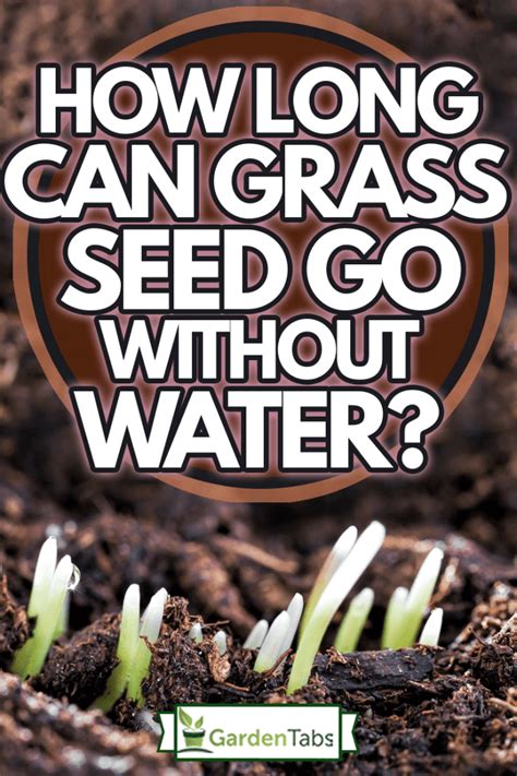 How Long Can Grass Seed Go Without Water