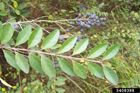 Chinese Privet Ligustrum Sinense Lour