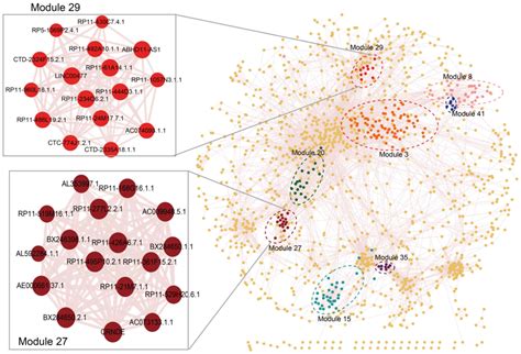 Lncrna Co Expression Network Model For The Prognostic Analysis Of Acute