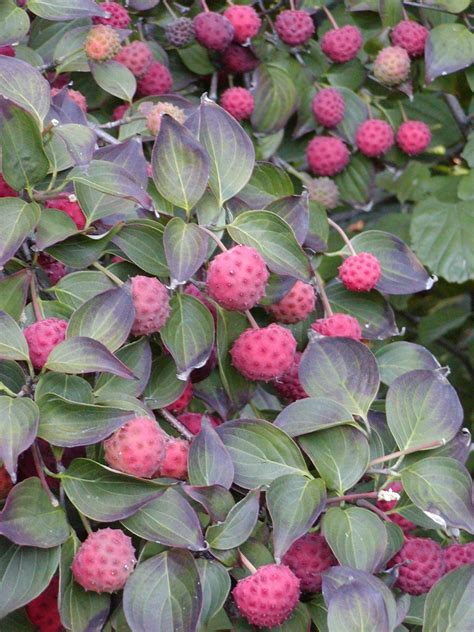 Cornus kousa fruits – New York State Urban Forestry Council