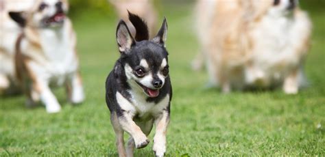 Chihuahua Rescue UK, Adopt, Don’t Shop! » Dogs Needing Adoption