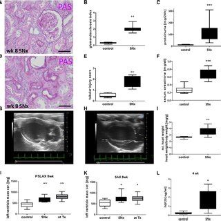 Changes In Markers Of Cardiac Hypertrophy Fibrosis And Inflammation In