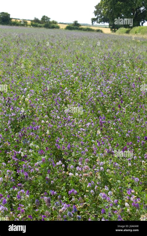 Crop Of Lucerne Alfalfa Medicago Sativa In Flower Lincolnshire