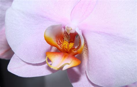 Orchidee Blume Rosa Kostenloses Foto Auf Pixabay Pixabay