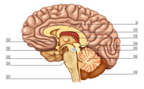 Mesencephalon Midbrain Metencephalon And Medulla Oblongata