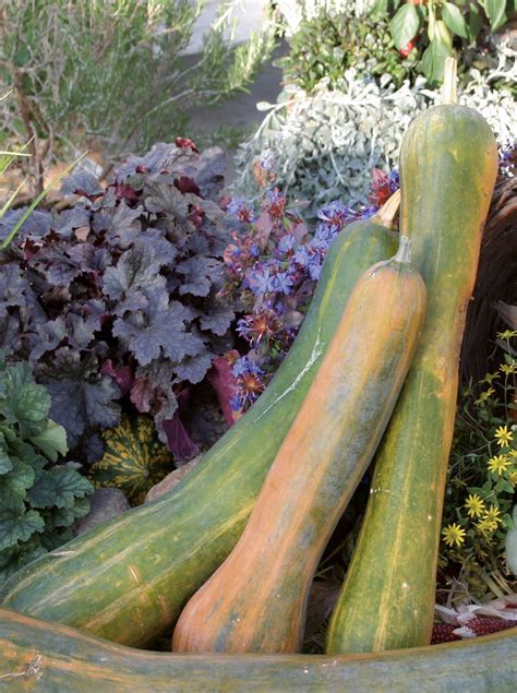 Plants de Courge longue de Nice godet de 8 cm Pépinière Pan Bretagne