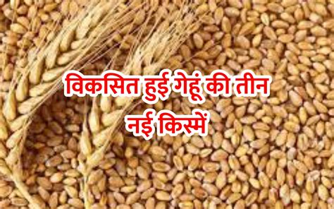 New Wheat Varieties Dwr ने विकसित की गेहूं की तीन नई किस्में जानें