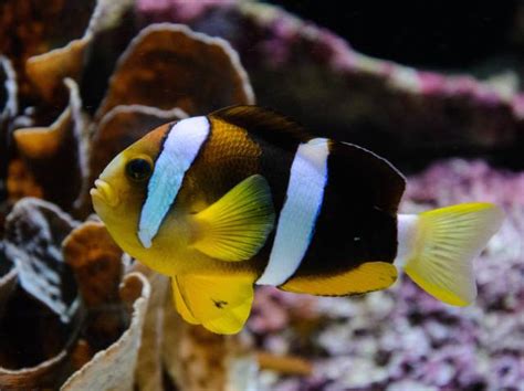 Poisson Clown La Star Des Aquariums D Eau De Mer