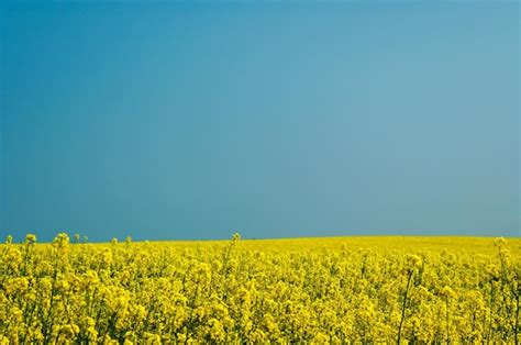 Calma Minimalista Primavera Amarilla Campo De Violaci N Contra Un Azul