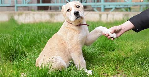 Cane Da Pastore Dellasia Centrale Tutte Le Informazioni Sulla Razza