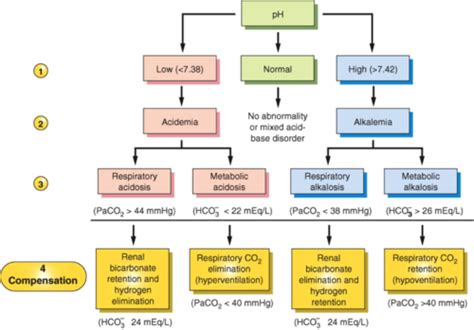 Acid Base Balance Review Flashcards Quizlet