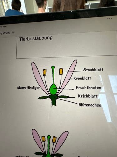 Biologie Begriffe Flashcards Quizlet