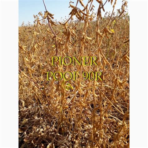 Продам семена сои, купить семена сои, Киевская обл — Agro-Ukraine