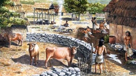 Neolithic Farmers Used Manure On Crops BBC News