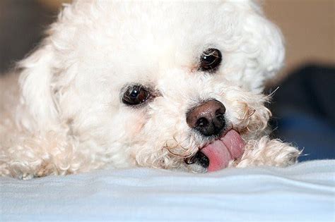 23 Common Health Problems With Bichon Frise L2sanpiero