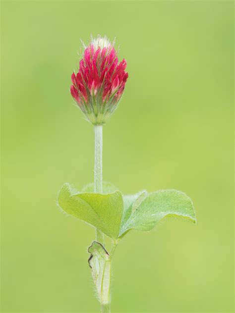 Vroege Vogels Foto Planten Inkarnaatklaver