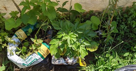 Cultiver Des Pommes De Terre En Sac Plantes Et Jardins Conseils En