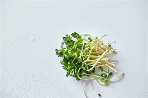 Premium Photo Microgreen Heap Of Sunflower Sprouts Micro Greens