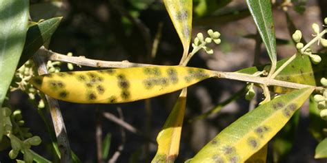 5 Reasons Your Olive Tree Leaves Are Turning Yellow