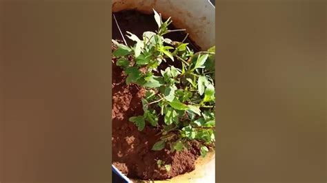 Shorts Gongura How To Grow Gongura With Stems Harvesting Gongura Ll