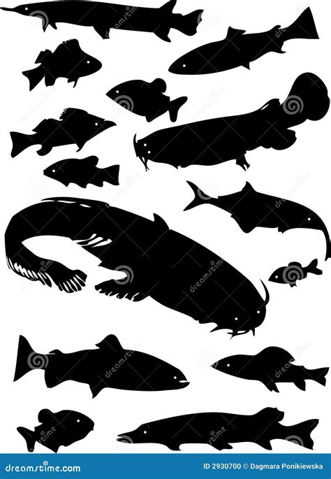 Shoal Bass Or Micropterus Cataractae Freshwater Fish Cartoon Drawing