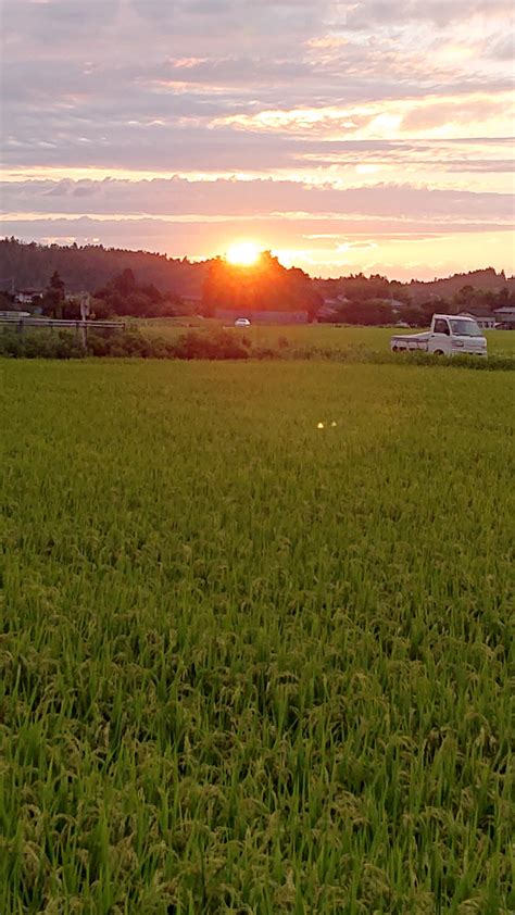 田んぼの夕陽！ 宮澤博士の五頭＆関屋日記！