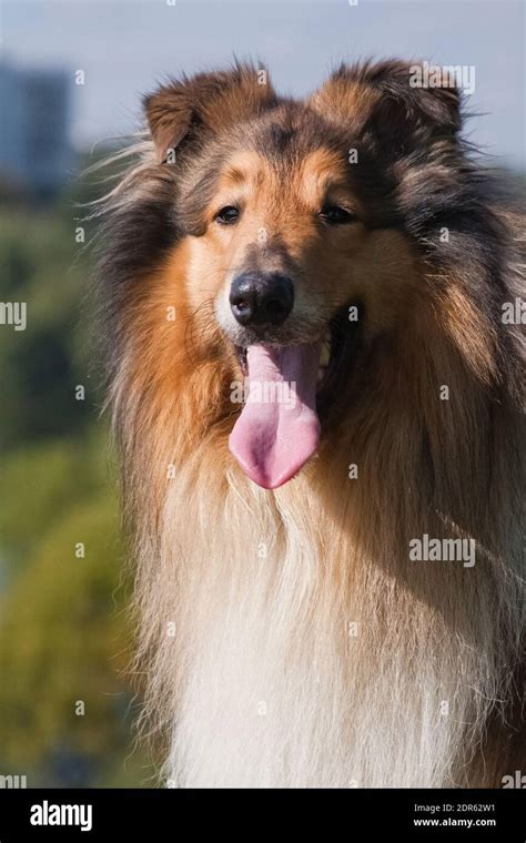 Collie is a proportional dog of medium height, fairly light in build ...