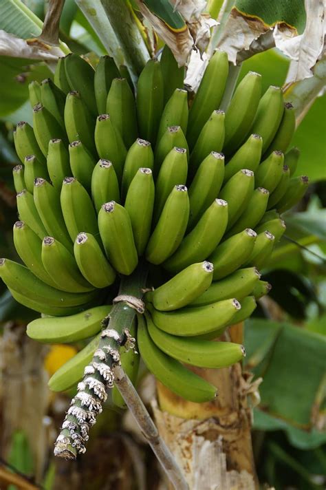 Bananas Banana Shrub Banana Plantation Banana Banana Plant Green