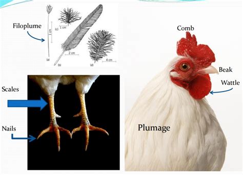 Anatomy and Physiology of Poultry