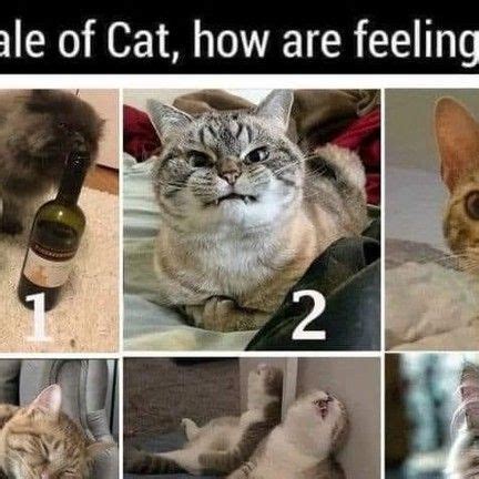 ICanHasCheezburger on Instagram: "4 and 5 More silly and goofy cat memes --> http://bit.ly ...