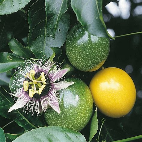 Passiflora Edulis F Flavicarpa Passion Fruit Sweet Passion Seeds Etsy