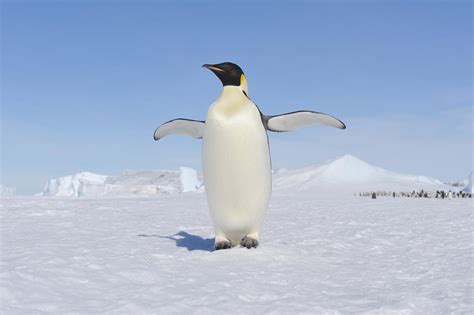 Emperor Penguin Swims Thousands Of Miles And Shows Up On Australian