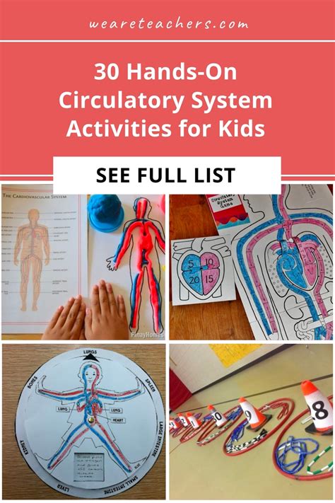 30 Hands-On Circulatory System Activities for Kids - Honct.com