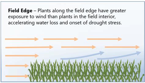 Field Edge Effect In Corn Pioneer® Seeds