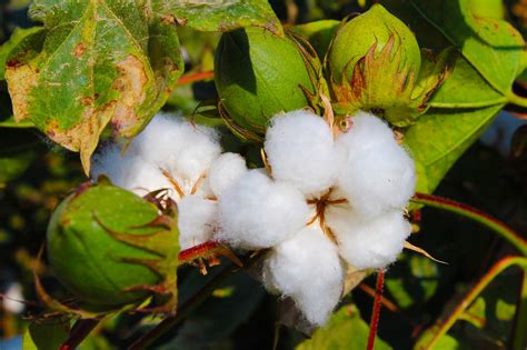 Free Pienen Toimiston Tunnelmaa Cotton Images Pixabay