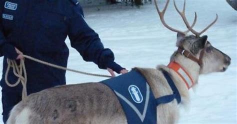 Finnish Police Reindeer R