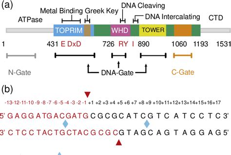 Figure From The Structure Of Dna Bound Human Topoisomerase Ii Alpha