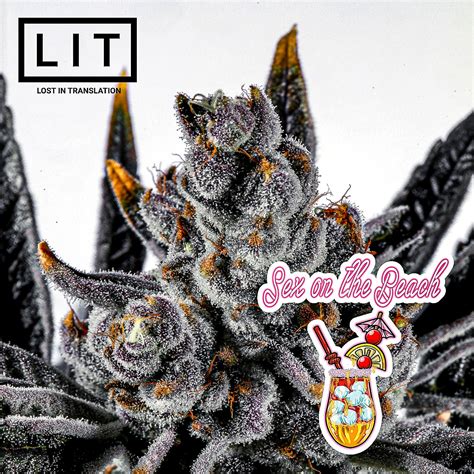 Lit Farms Sex On The Beach Feminized 1 2pack Presale Neptune Seed Bank Cannabis Strains