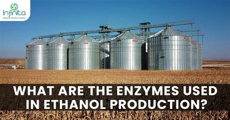 What Are The Enzymes Used In Ethanol Production Infinita Biotech