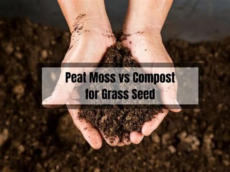 Peat Moss Vs Compost For Grass Seed Which One Is Best For Your Lawn