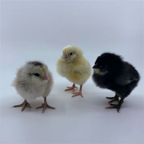 Frizzle Fs Easter Egger Day Old Chicks