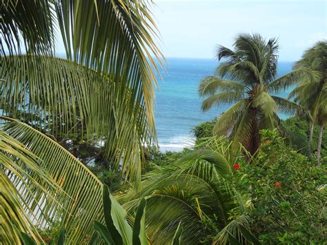 Dominica Bay Rum Site Rum Bay Rum West Indies